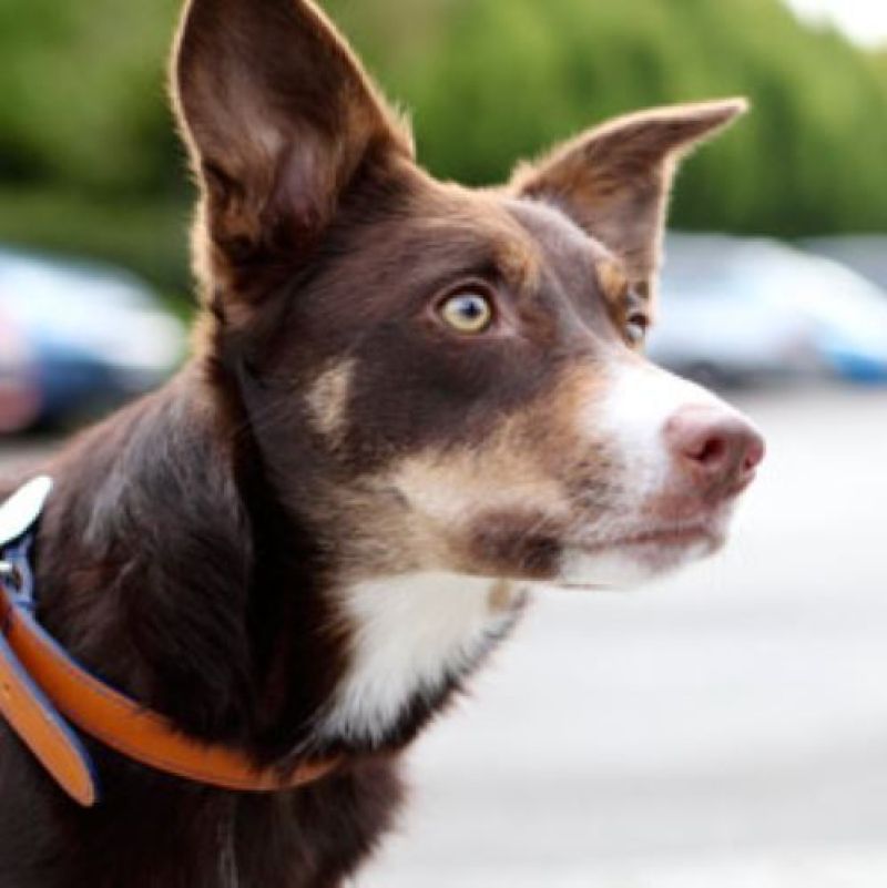 Caring for a Dog - RSPCA Westmorland Branch - Based in the historic town of  Kendal in Cumbria, covering Cumbria and North Lancashire.