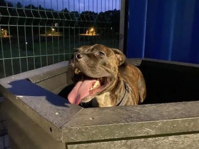 RSPCA Westmorland Branch