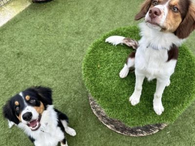 RSPCA Westmorland Branch