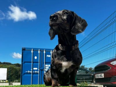 RSPCA Westmorland Branch